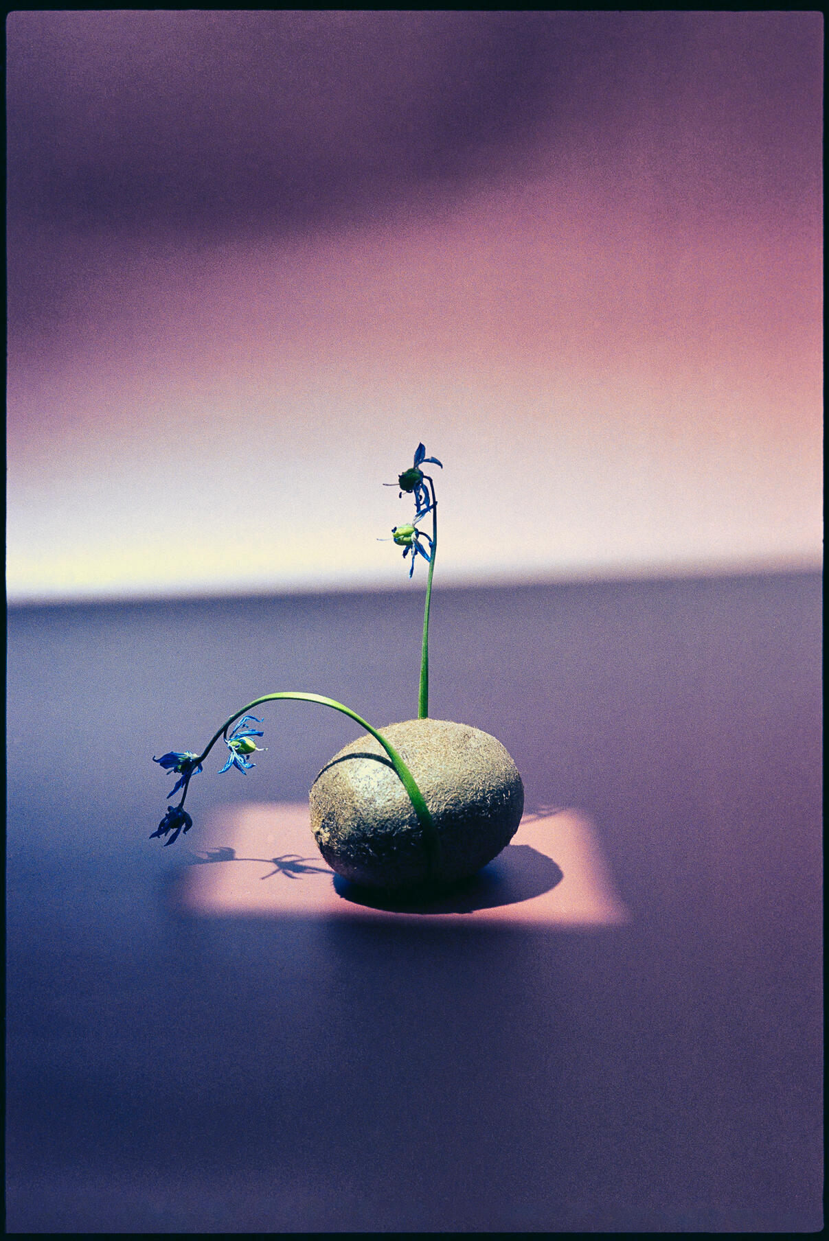 From the garden